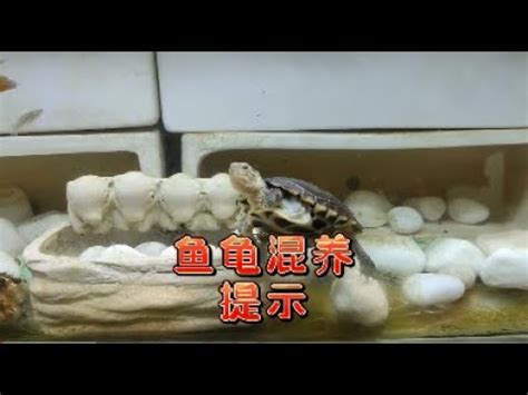 求財運 斑龜跟魚一起養